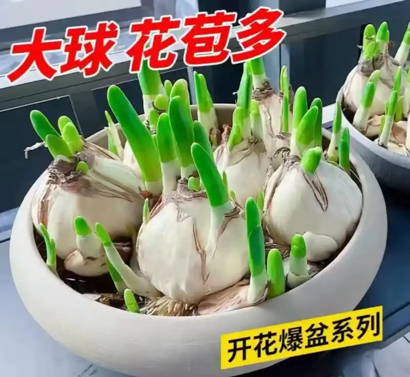 冬天室內養中國水仙,皮實好養活滿屋飄香