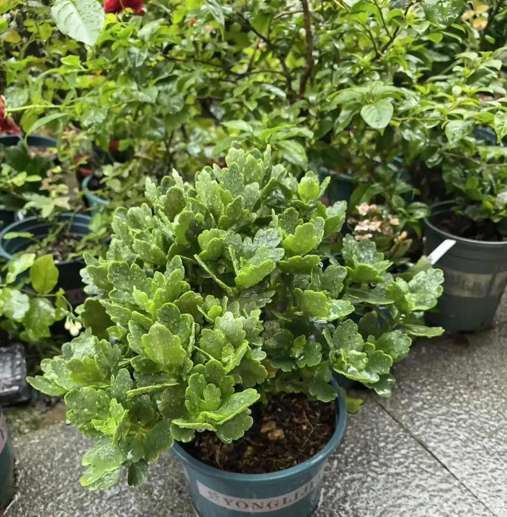9月是聖誕伽藍菜「催花黃金期」!改掉3個壞習慣,冬天花苞掛滿枝