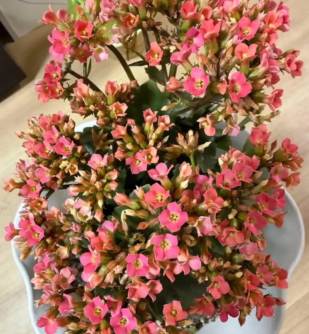 9月是聖誕伽藍菜「催花黃金期」!改掉3個壞習慣,冬天花苞掛滿枝
