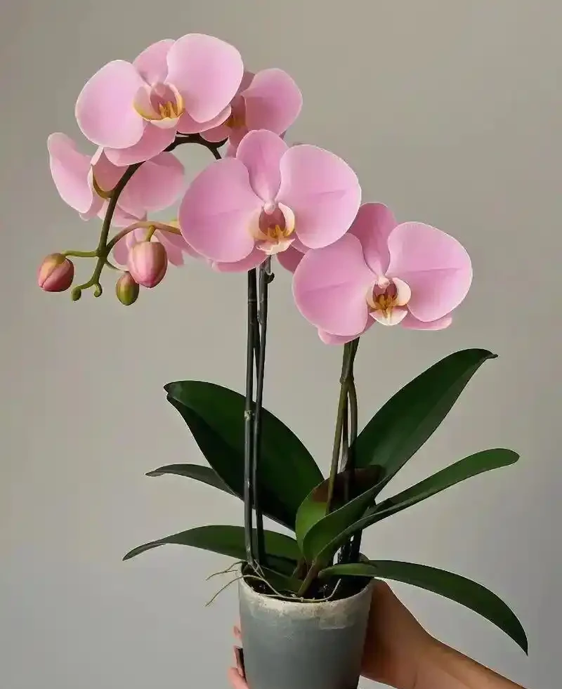 綠植一養就蔫？別再瞎澆水！照這一套救，立馬滿血復活