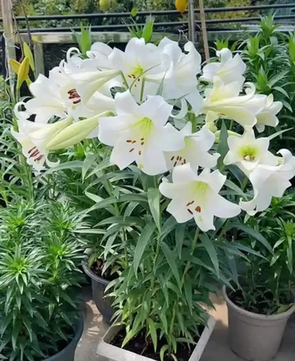 綠植一養就蔫？別再瞎澆水！照這一套救，立馬滿血復活
