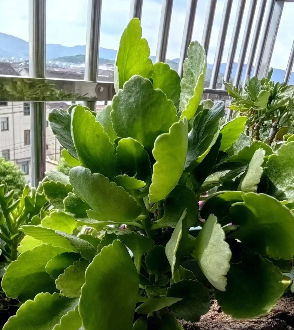 9月是聖誕伽藍菜「催花黃金期」!改掉3個壞習慣,冬天花苞掛滿枝