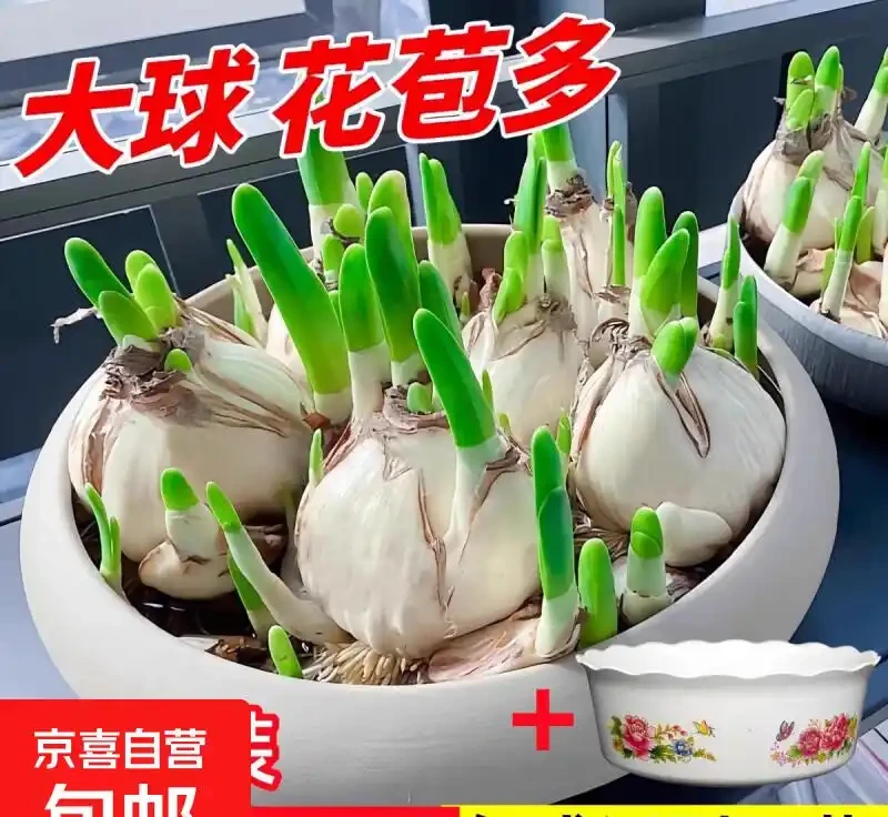 冬天室內養中國水仙,皮實好養活滿屋飄香
