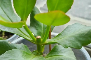 9月是聖誕伽藍菜「催花黃金期」！改掉3個壞習慣，冬天花苞掛滿枝