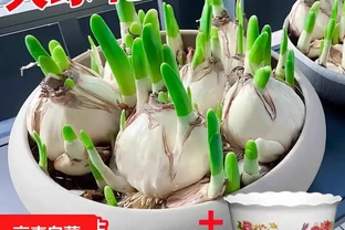 冬天室內養中國水仙，皮實好養活滿屋飄香