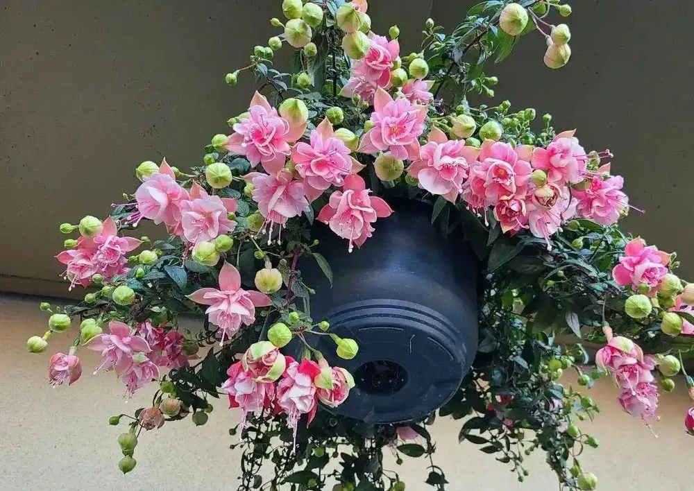 降溫了,4種花要富養,大肥大水,下個月冒出滿盆花苞