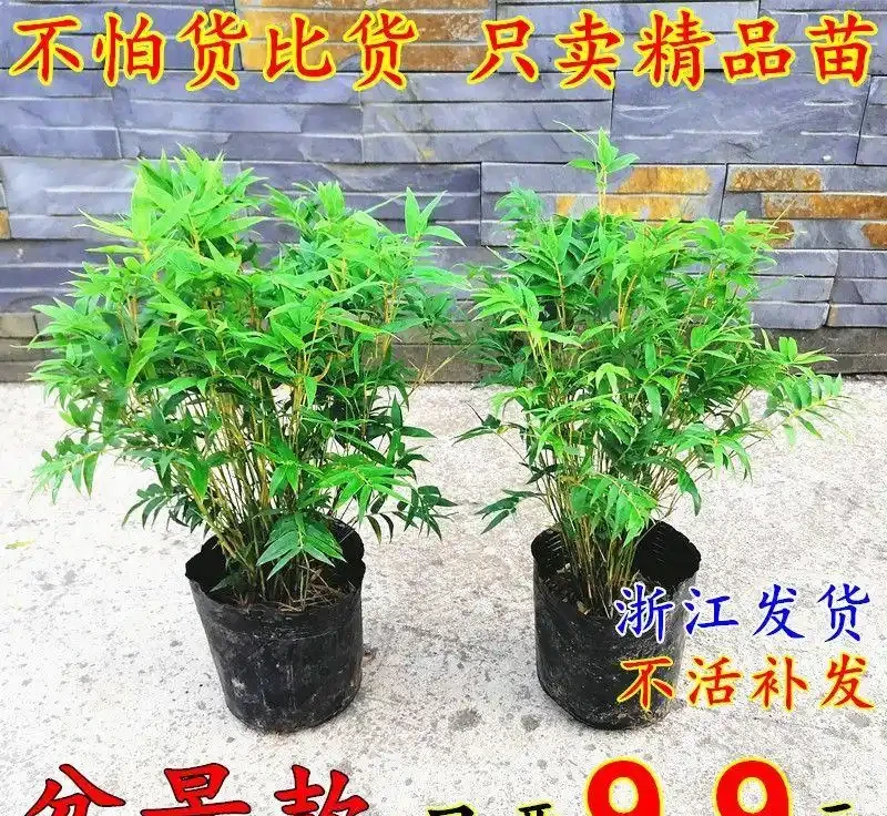 桌面養米竹總黃葉?試試這幾個養護妙招