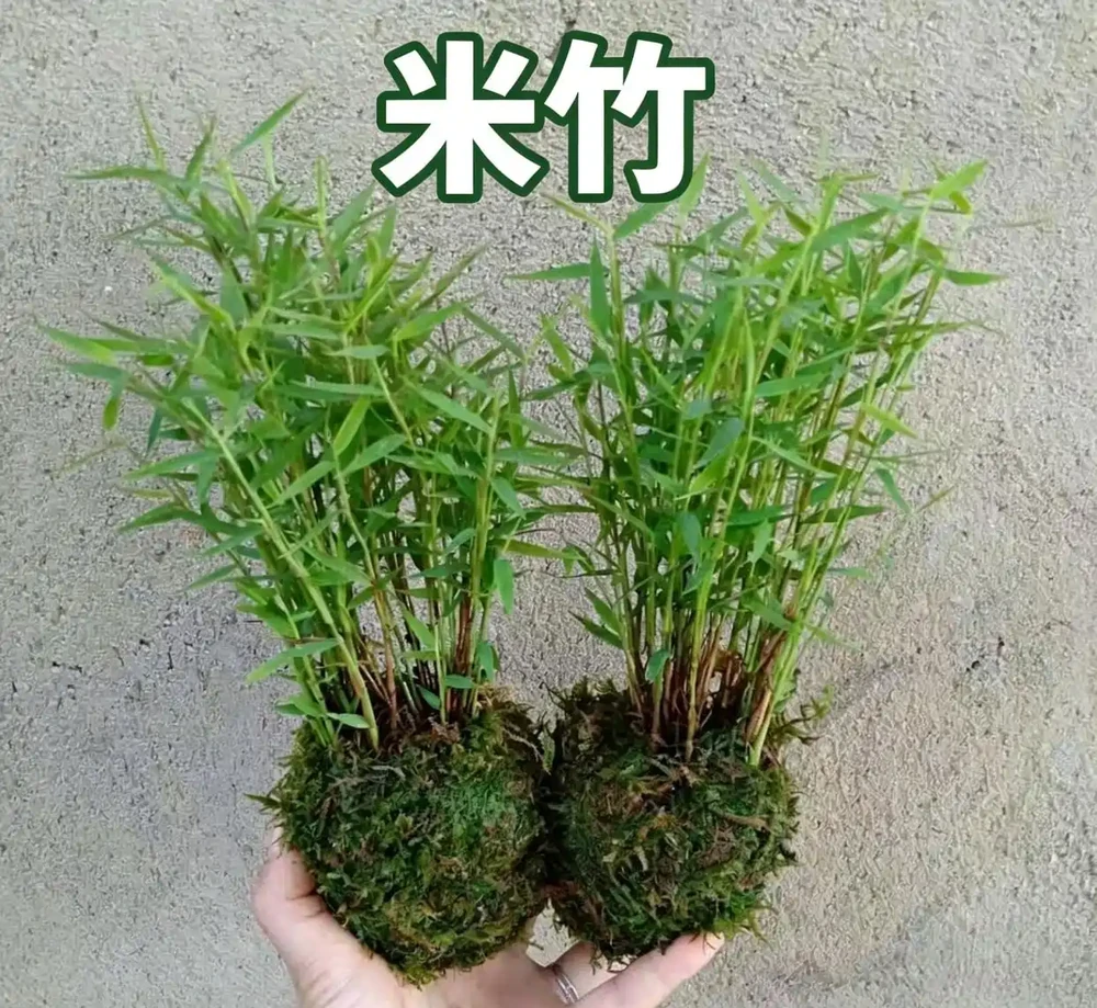 桌面養米竹總黃葉?試試這幾個養護妙招