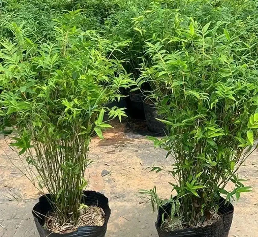 桌面養米竹總黃葉?試試這幾個養護妙招