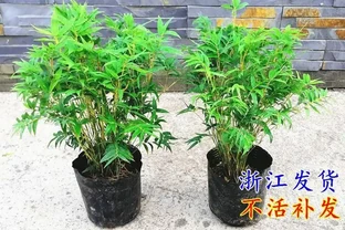 桌面養米竹總黃葉？試試這幾個養護妙招